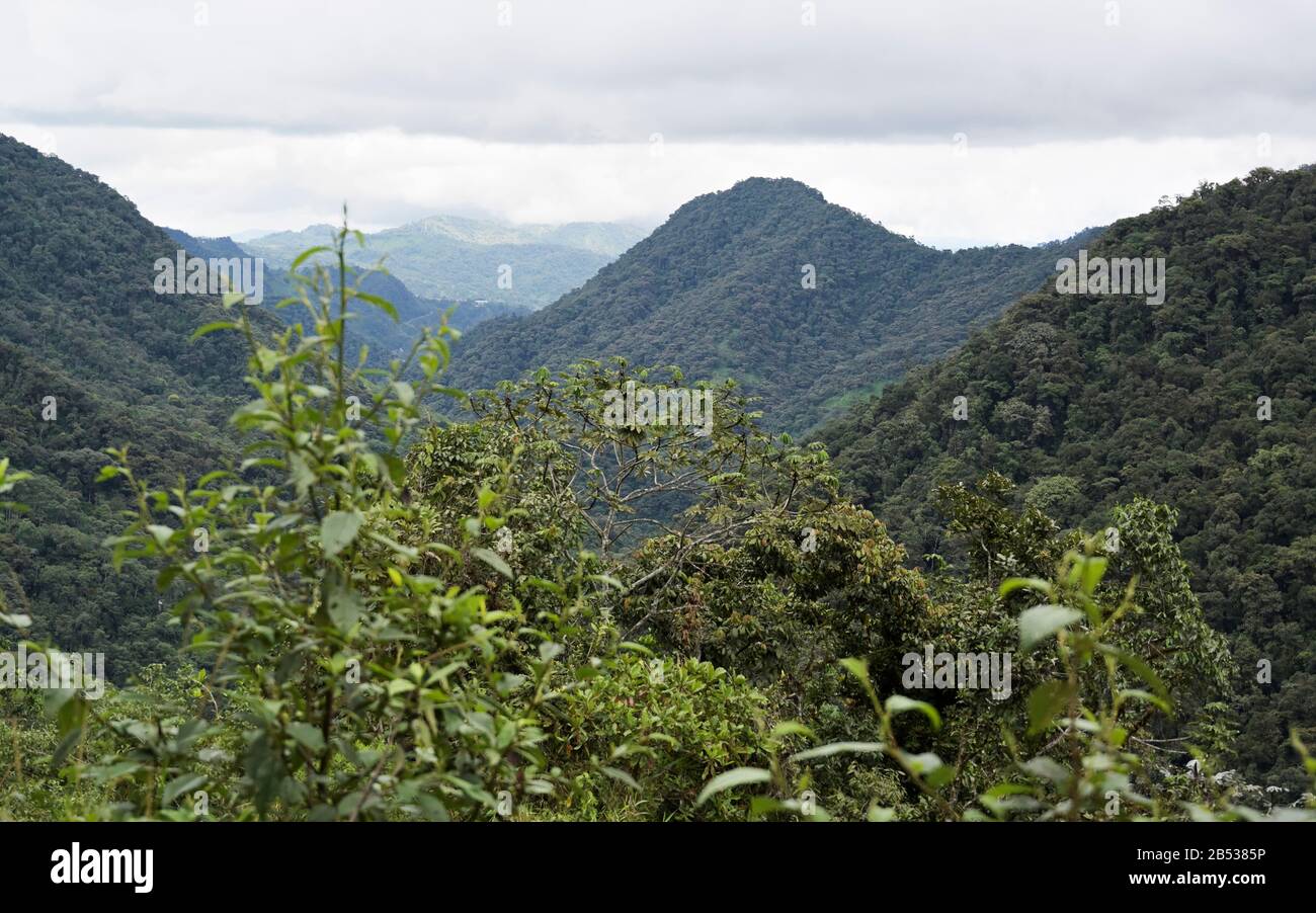 Bosque nuboso de las tierras altas de Ecuador, Región de Mindo, Reserva Bellavista Foto de stock