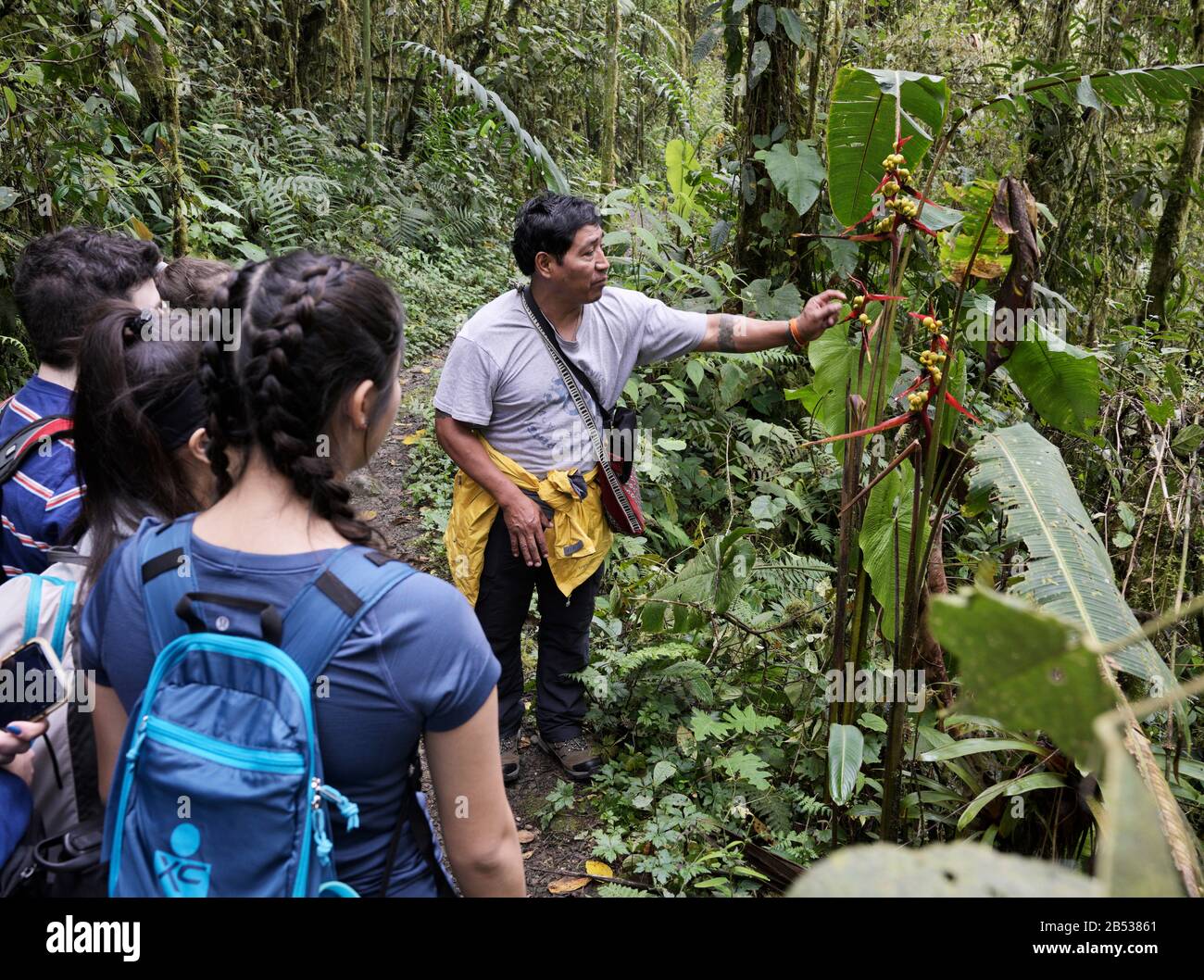 Grupo de estudiantes de la selva tropical de Ecuador aprendiendo de la guía ecuatoriana, Reserva Forestal de Bellavista Foto de stock