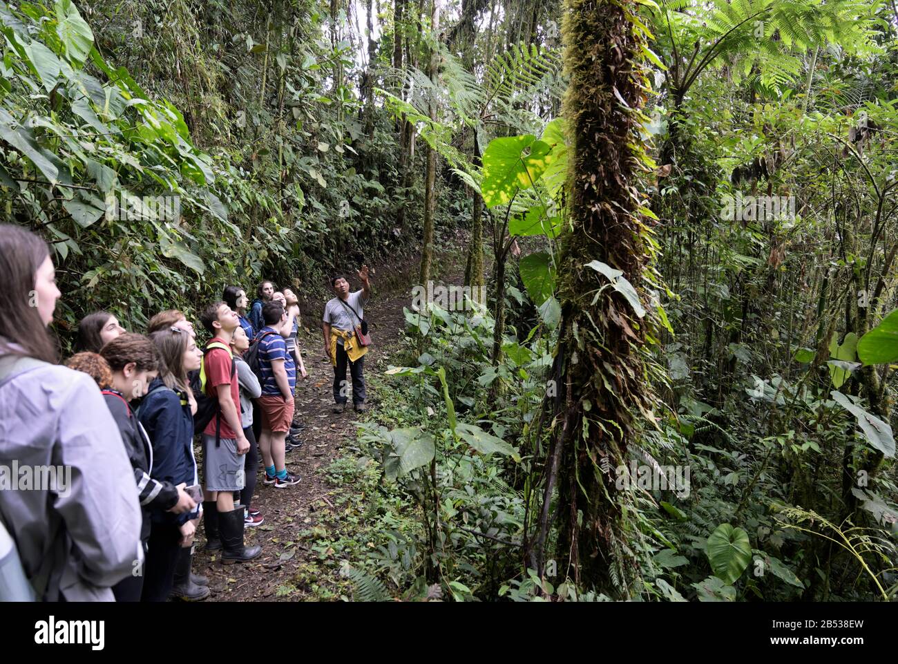 Grupo de estudiantes de la selva tropical de Ecuador aprendiendo de la guía ecuatoriana, Reserva Forestal de Bellavista Foto de stock