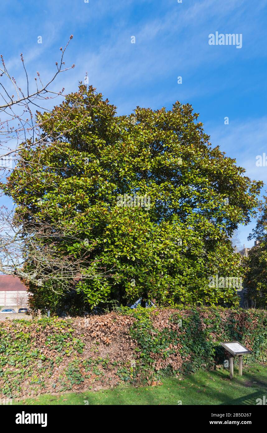 Magnolia grandiflora (árbol del sur de Magnolia o árbol de la bahía de Bull) árbol perenne que crece a principios de primavera en West Sussex, Inglaterra, Reino Unido. Foto de stock