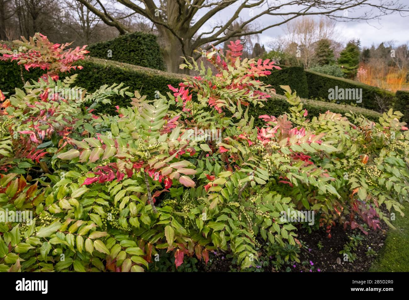 Mahonia Bealei arbusto perenne con hojas teñidas de rojo que proporcionan color y textura en un jardín de finales de invierno / principios de primavera, marzo, Inglaterra, Reino Unido Foto de stock