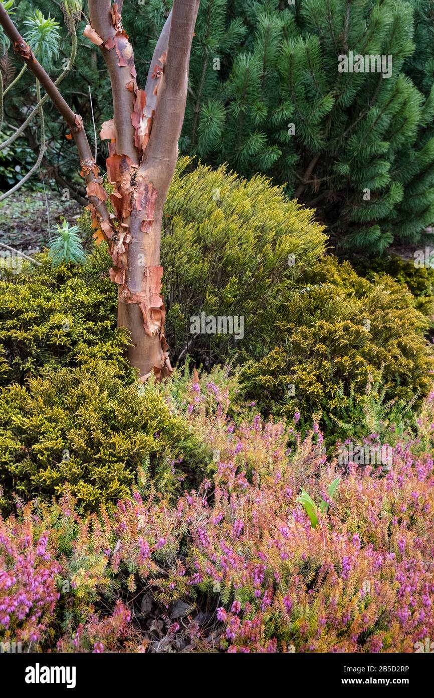 Ejemplo de un colorido jardín de finales de invierno con Coníferas, Ericea y un Acer Griseum árbol de arce desprendiendo su corteza, Yorkshire, Inglaterra, Reino Unido Foto de stock