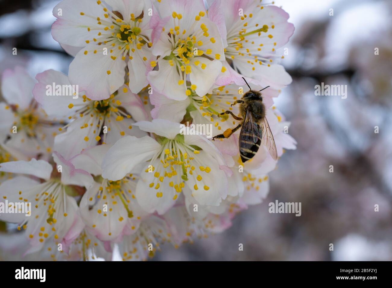 Primer plano de una abeja melífera en una flor de cerezo rosa en un día soleado durante la primavera Foto de stock