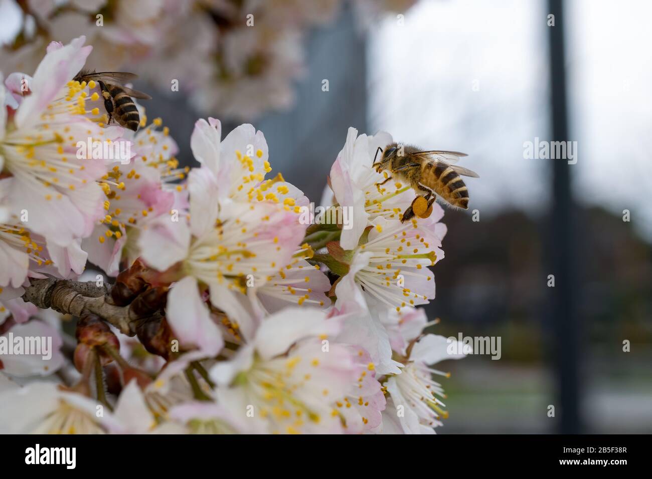 Primer plano de una abeja melífera en una flor de cerezo rosa en un día soleado durante la primavera Foto de stock