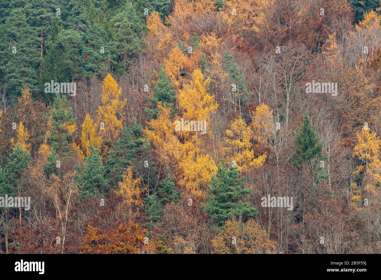 Hermoso verde, naranja y rojo otoño bosque en Alemania desde arriba durante el otoño en la mañana Foto de stock