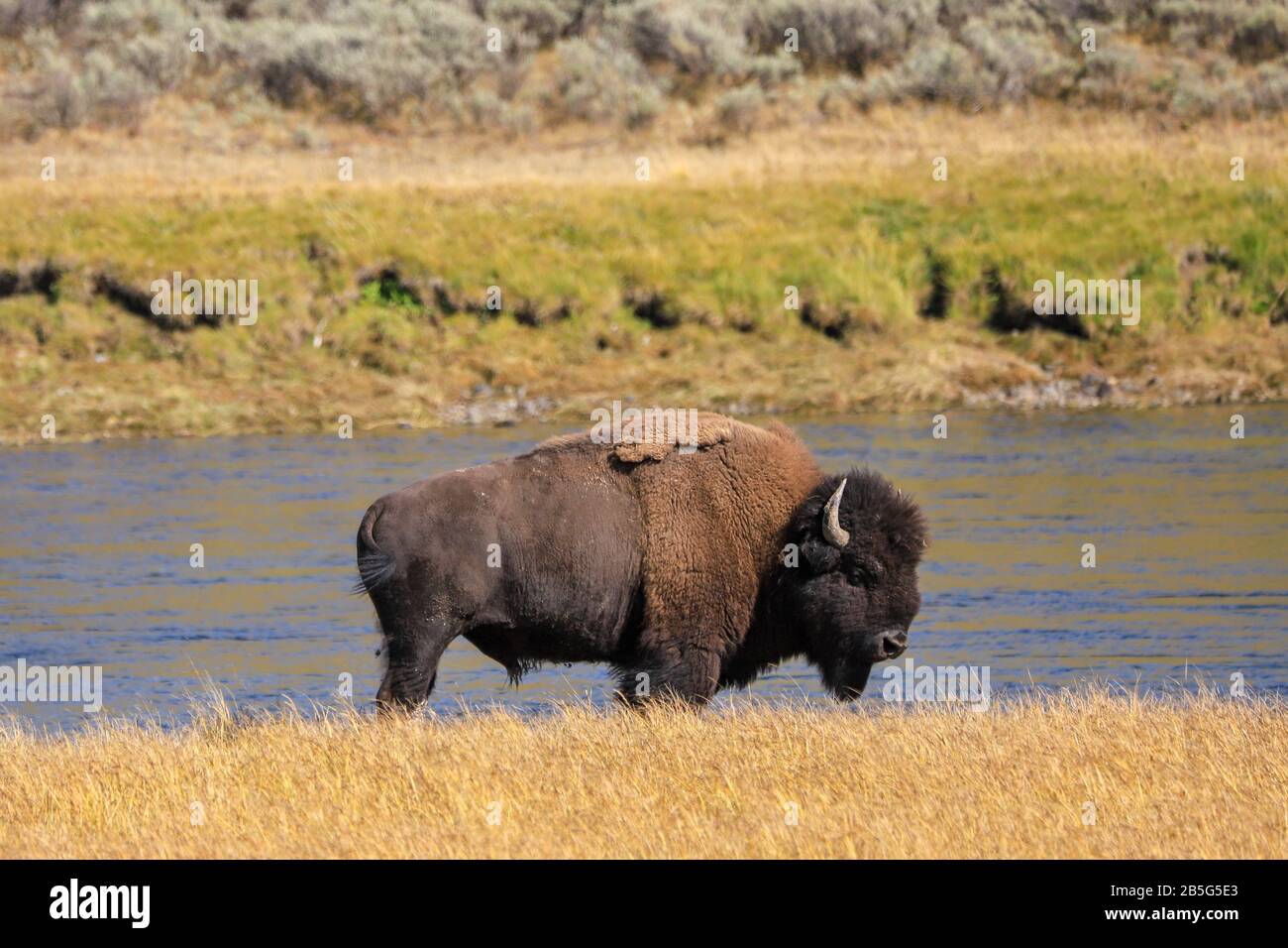 Wild American Bison en el río en el Parque Nacional Yellowstone, Wyoming Foto de stock