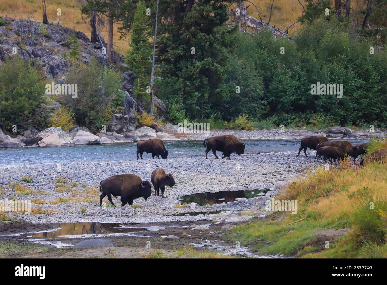 Wild American Bison en el río en el Parque Nacional Yellowstone, Wyoming Foto de stock