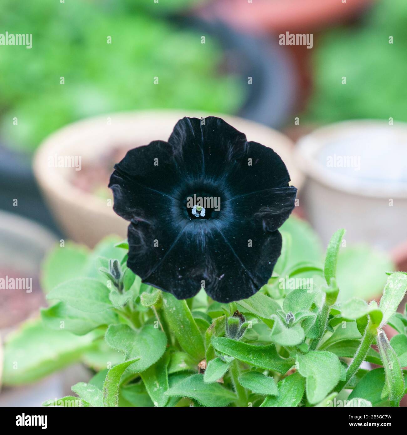 Details 71 flor vicaria negra - Abzlocal.mx