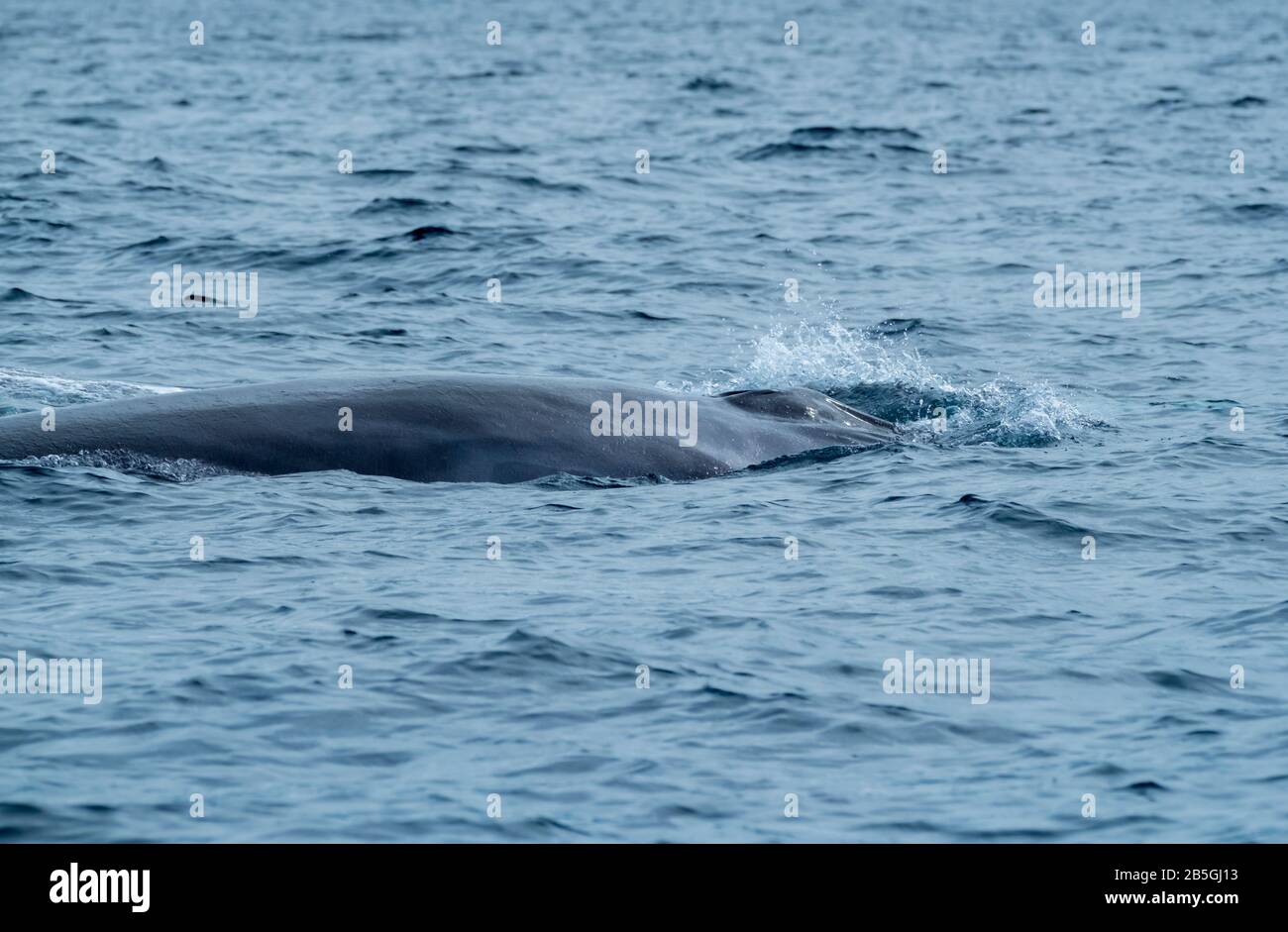 Ballena SEI, Balaenoptera borealis en la Isla Pico Azores. Foto de stock