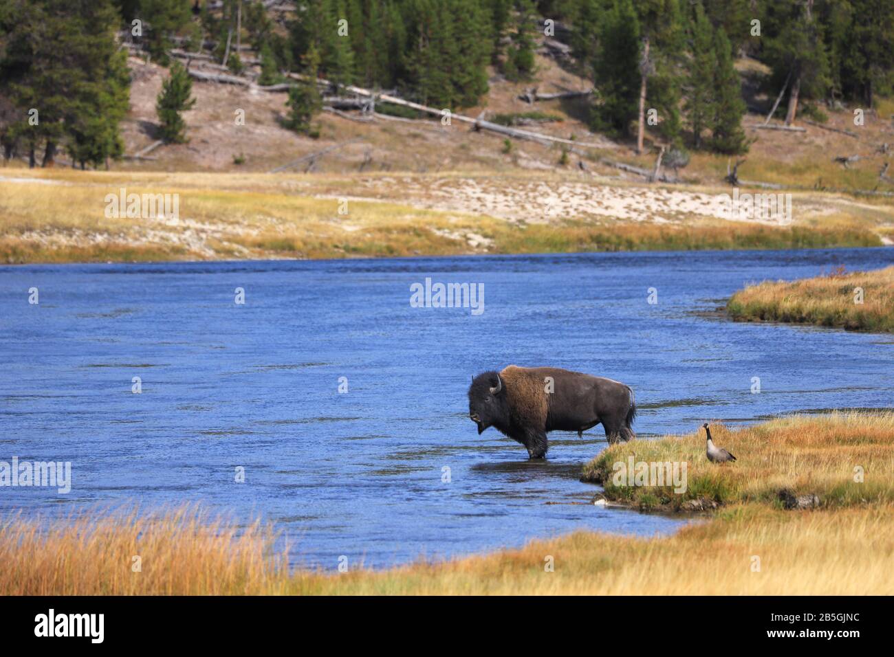 Wild American Bison en el río en el Parque Nacional Yellowstone, Wyoming Foto de stock