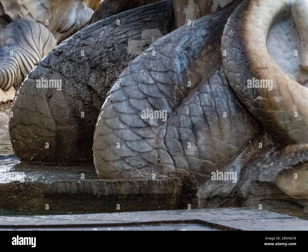 Los detalles arquitectónicos de la Fontana del Moro Moro o fuente. Roma
