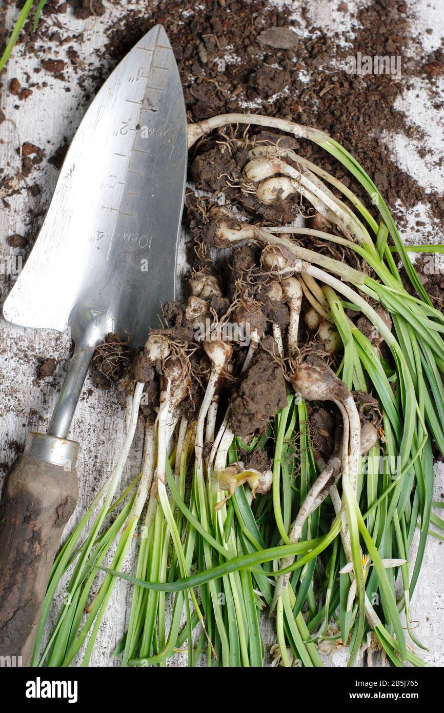 Galanthus nivalis. Bulbos de gotas de nieve en canasto de alambre, excavado después de la floración para dividir para aumentar el stock. REINO UNIDO Foto de stock