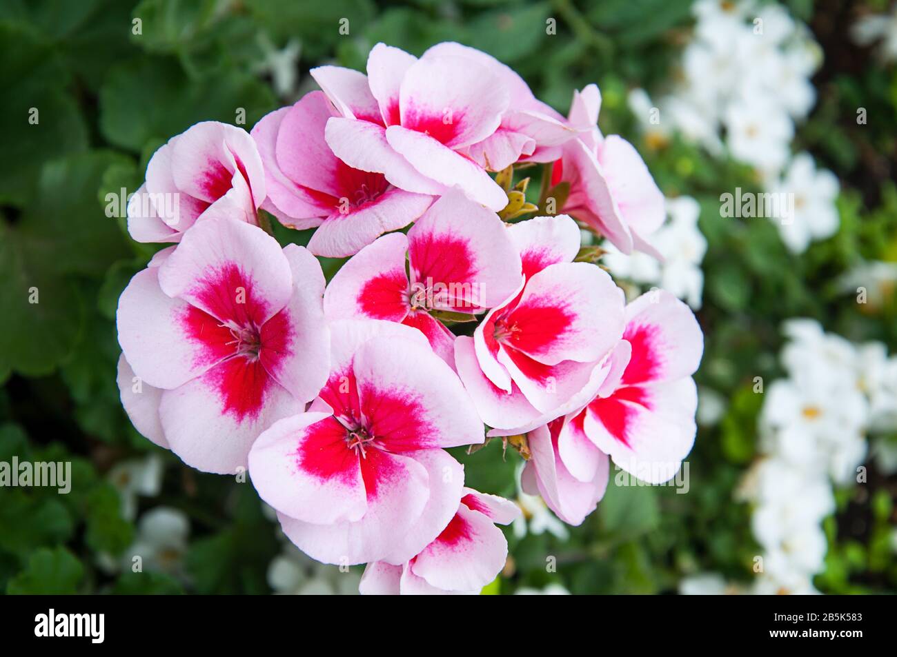 Flor de geranio rosa con centro rojo en este impresionante jardín floral.  Delicados pétalos de color rosa y rojo y llamativos sobre el fondo verde  oscuro Fotografía de stock - Alamy
