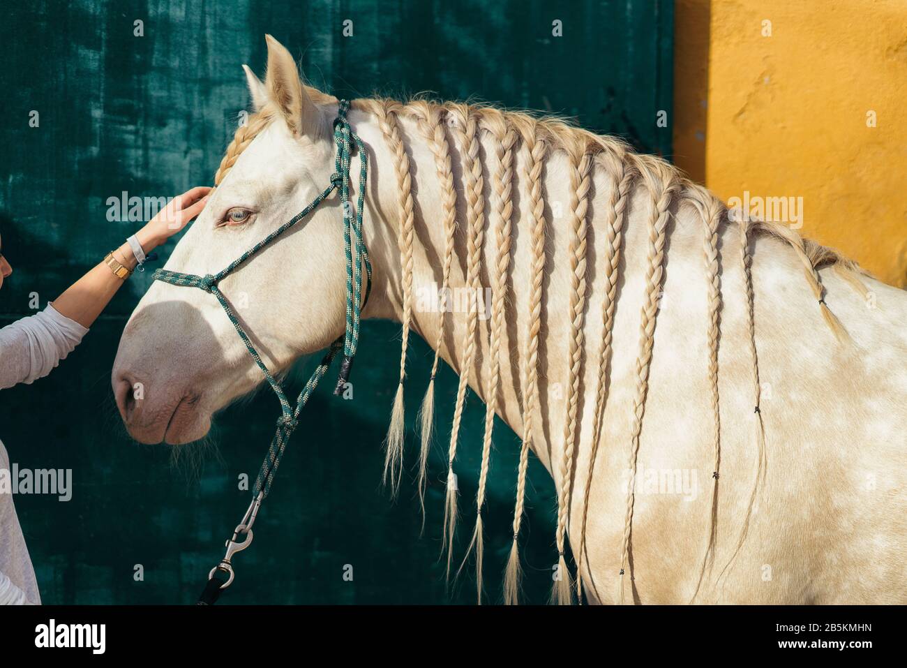 Trenzas de caballo fotografías e imágenes de alta resolución - Alamy