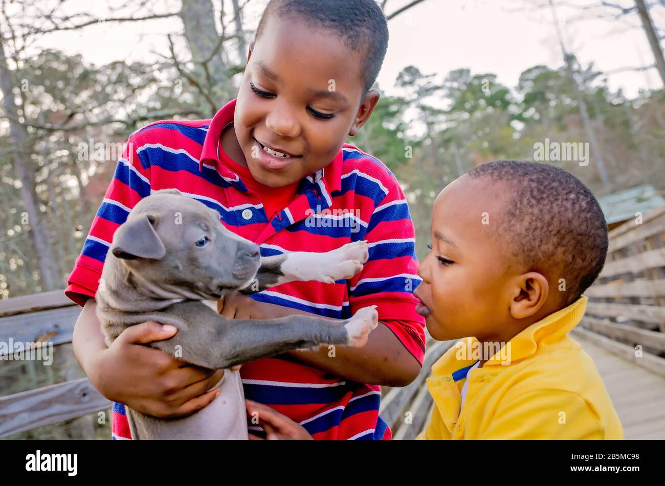 Dos niños afroamericanos juegan con su nuevo cachorro pitbull en el Sam D. Hamilton Noxubee Wildlife Refuge, 12 de marzo de 2012, en Brooksville, Mississippi. Foto de stock