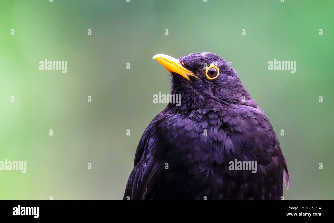 Observación de los detalles de aves macho Blackbird. Pájaro negro pájaro negro songbird sentado mirando con fondo verde bokeh fuera de foco. Perfil de pájaro retrato wildli Foto de stock