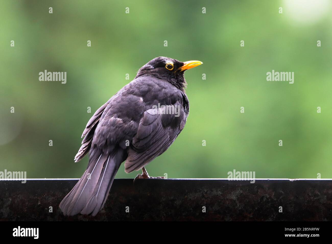 Pájaro macho Blackbird observando sentado en piedra. Pájaro negro pájaro negro songbird sentado en la roca con fondo verde bokeh fuera de foco. Perfil de pájaro portra Foto de stock