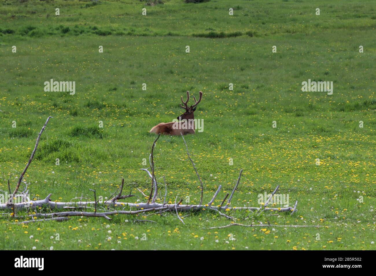 Un par de alces de pie en la cima de un exuberante campo verde. Fotografía de alta calidad Foto de stock