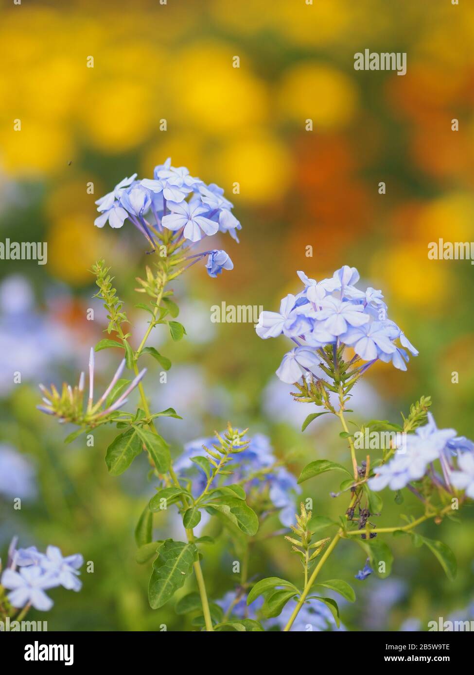 Cabo leadwort, plumbago blanco, flor del cielo, manojo de flores índigo, color azul en el jardín sobre el fondo borroso de la naturaleza Nombre científico Plumbago auri Foto de stock