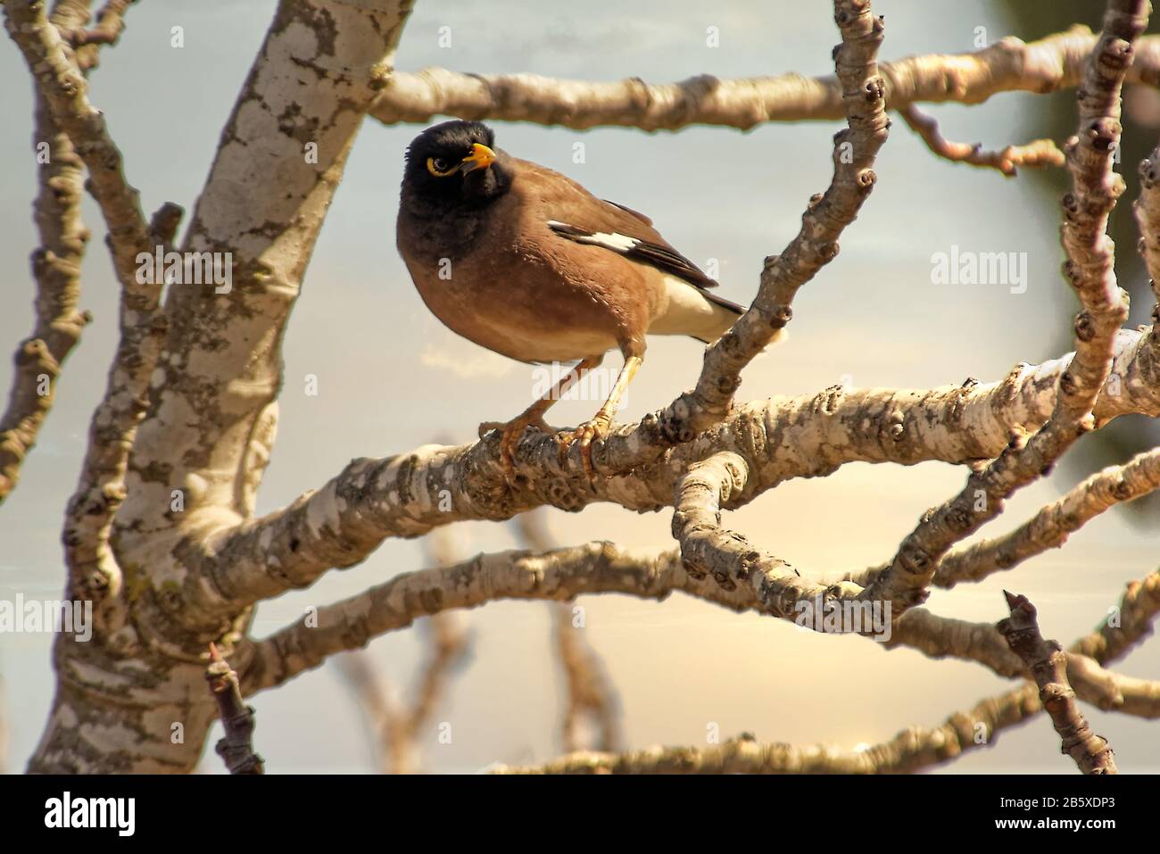 Pequeño pájaro Encaramado en una rama de árbol en un brillante día soleado. Foto de stock