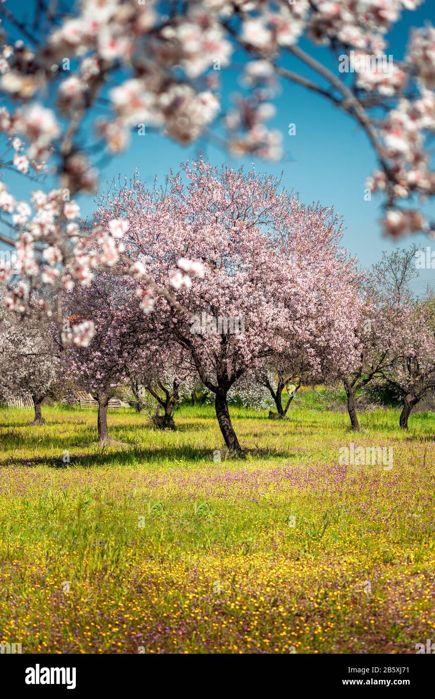 Primavera en Chipre - hermosos almendros floreciendo árboles en el pueblo de Klirou cerca de Nicosia, Chipre Foto de stock