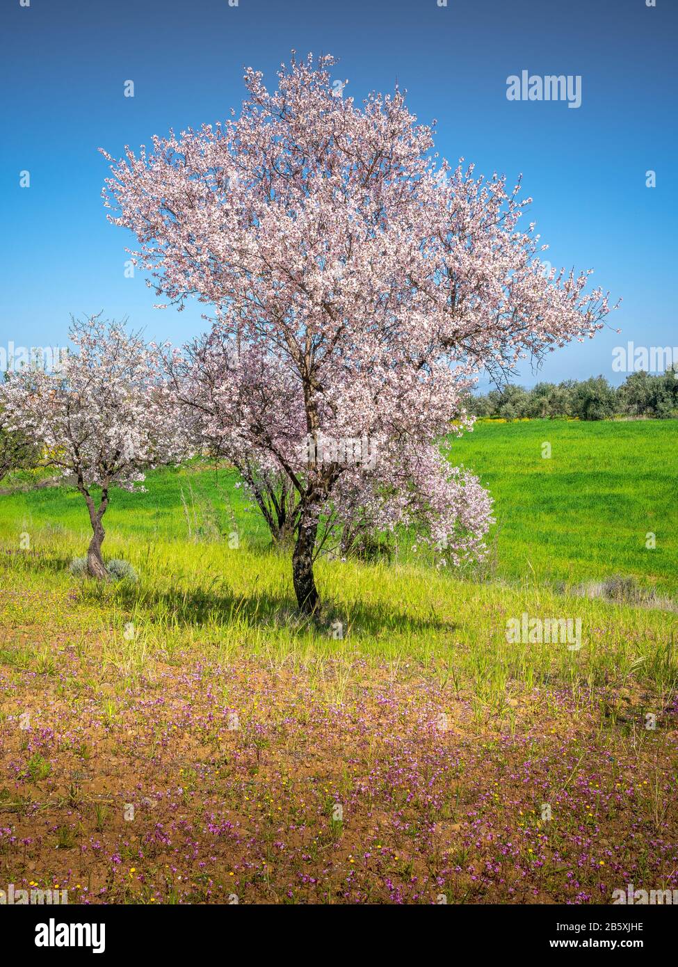 Primavera en Chipre - hermosos almendros floreciendo árboles en el pueblo de Klirou cerca de Nicosia, Chipre Foto de stock