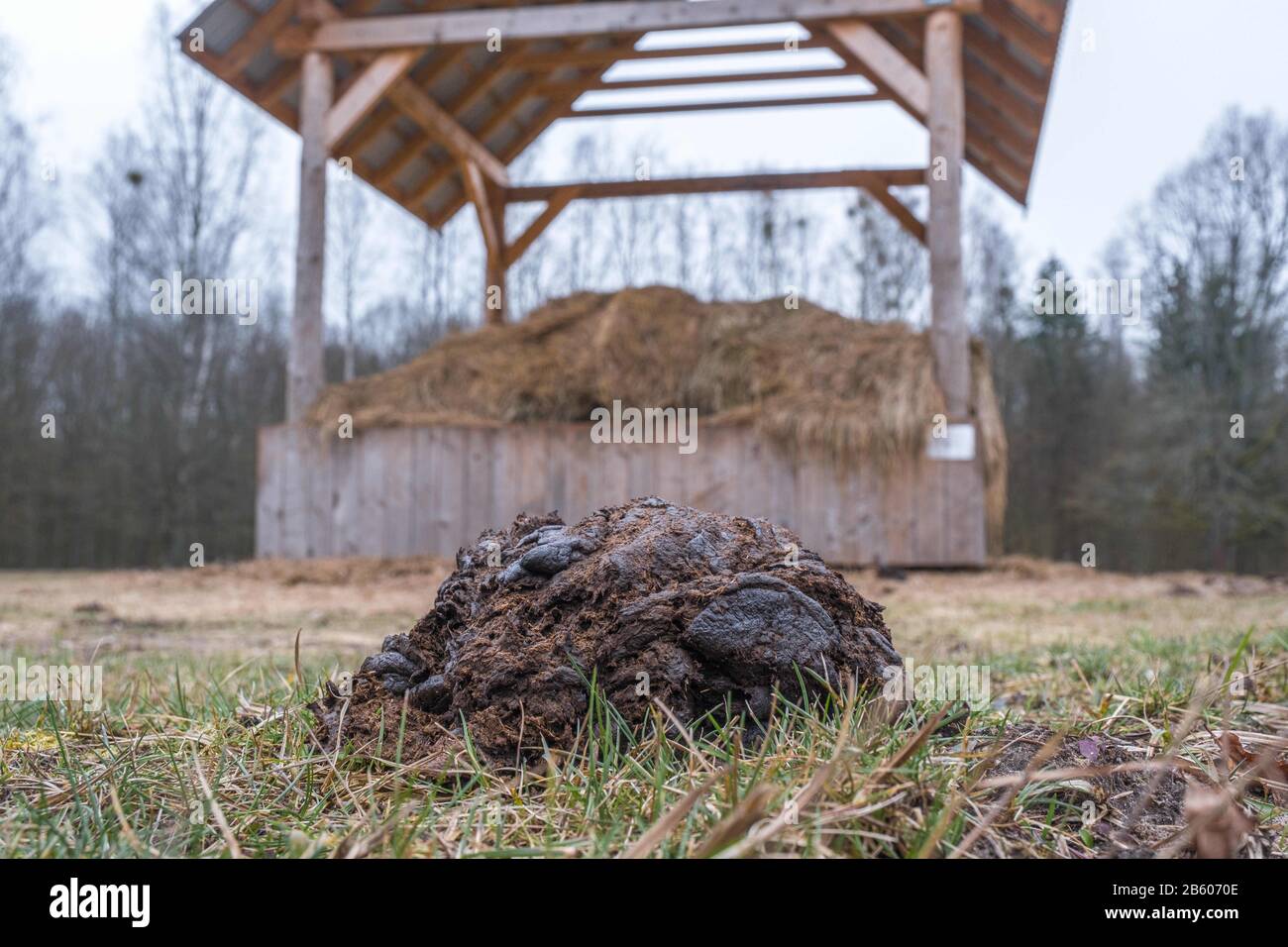 Bialowieza, Polonia. 8 de marzo de 2020. Excrementos de bisontes europeos en el prado forestal en el este de Polonia. La población mundial total de Bison europeos es de alrededor de 7000 habitantes y alrededor de 600 pertenecen a la población silvestre en el bosque de Bialowieza, el bosque primigenio más grande que queda en Europa. El bastidor de alimentación en el fondo es una parte del extenso programa de conservación que se ejecuta en el bosque. Crédito: Robert Passtryk/Zuma Wire/Alamy Live News Foto de stock