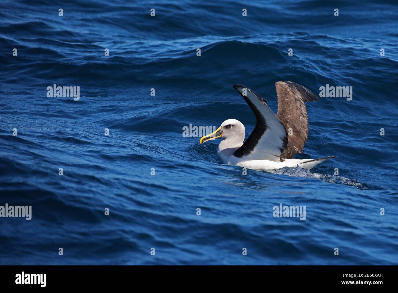 El albatros de Buller flotando en el océano Pacífico Foto de stock