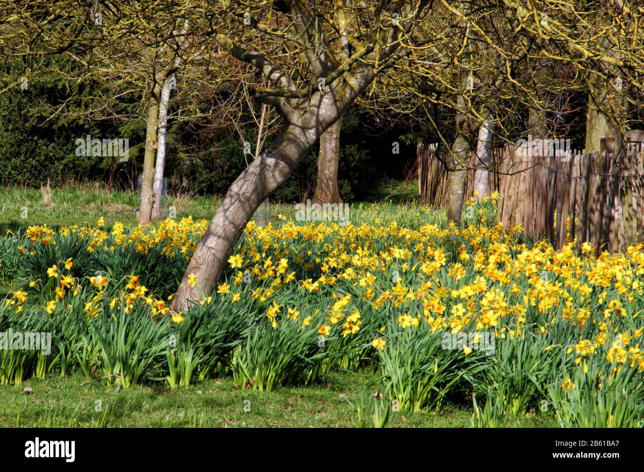 Wimpole, Cambridge, Reino Unido. 08 de marzo de 2020. Narcisos deslumbrantes en flor - el sol de primavera saca las flores en el Wimpole Estate cerca de Cambridge, Reino Unido el 8 de marzo de 2020 Foto por Keith Mayhew crédito: Keith MAYHEW/Alamy Live News Foto de stock