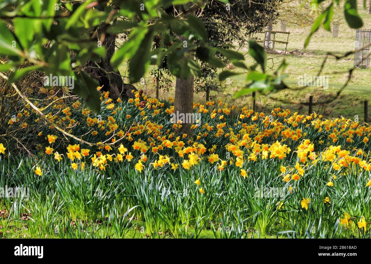 Wimpole, Cambridge, Reino Unido. 08 de marzo de 2020. Narcisos deslumbrantes en flor - el sol de primavera saca las flores en el Wimpole Estate cerca de Cambridge, Reino Unido el 8 de marzo de 2020 Foto por Keith Mayhew crédito: Keith MAYHEW/Alamy Live News Foto de stock