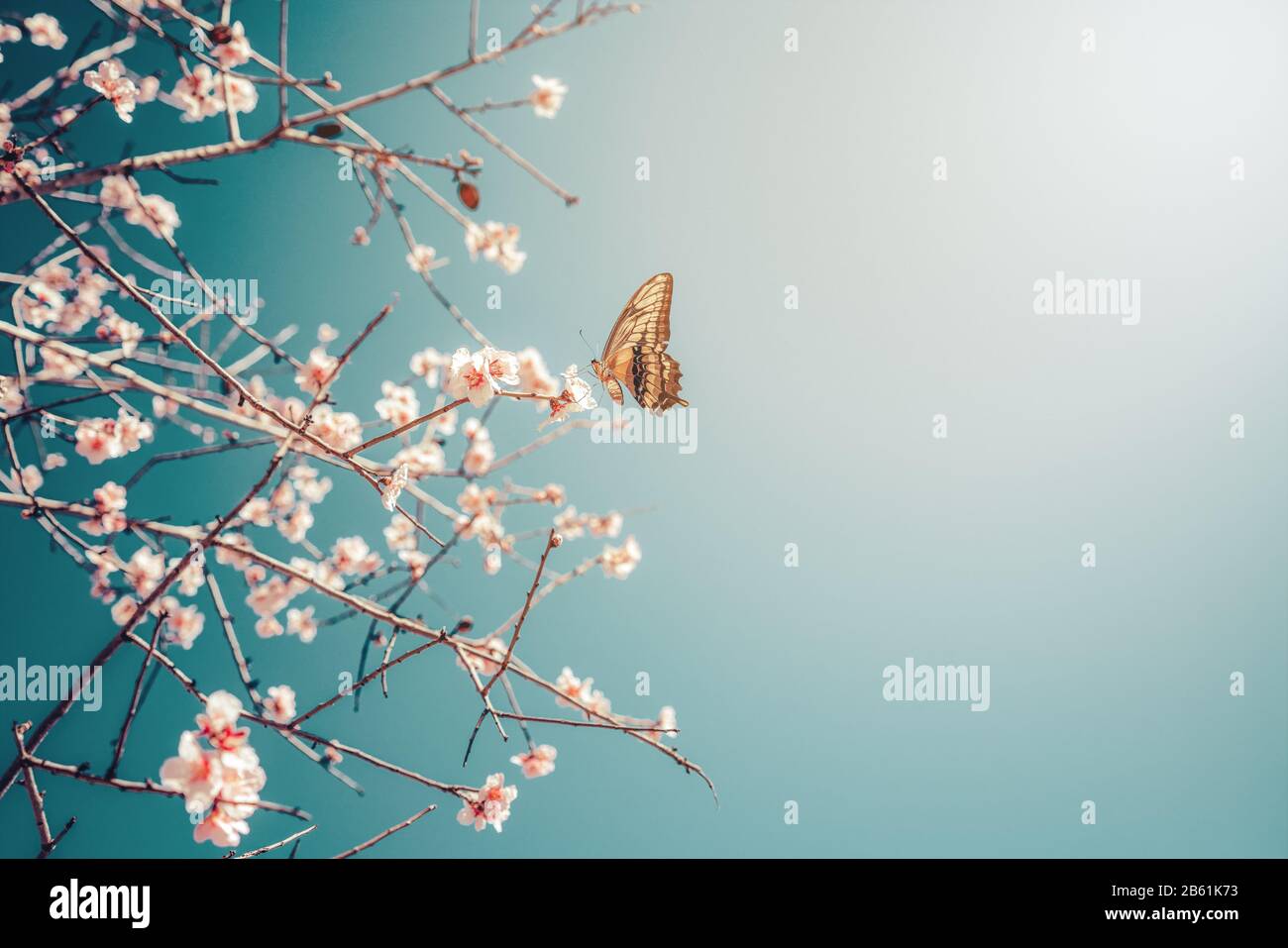 Hermosa mariposa en una flor Margarita consumiendo su néctar. Foto de stock