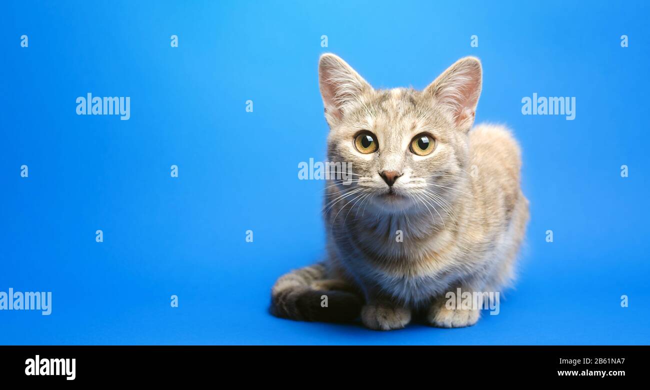 El gato gris tabby sobre un fondo azul está mirando a la cámara. Retrato  animal. Mascota. Lugar para texto. Espacio de copia Fotografía de stock -  Alamy