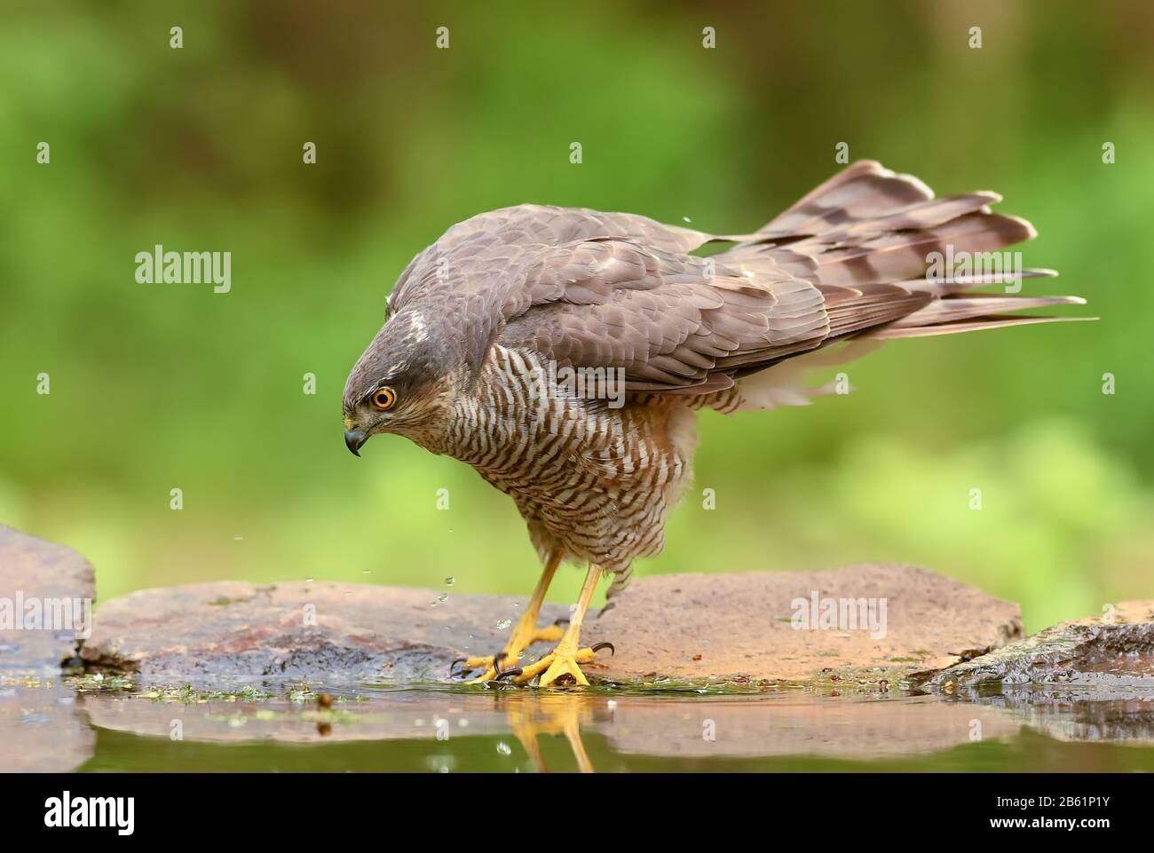 Sparrowhawk Eurasian - Accipiter nisus, hermoso pájaro de presa de bosques y bosques euroasiáticos, Hortobagy, Hungría. Foto de stock