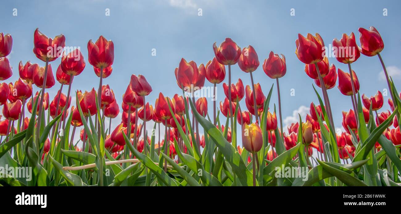 Schwaneberg, Alemania. 26 de abril de 2019. Un campo de tulipanes. La empresa Degenhardt cultiva tulipanes en unas 50 hectáreas cerca de Schwaneberg. Crédito: Stephan Schulz/dpa-Zentralbild/ZB/dpa/Alamy Live News Foto de stock
