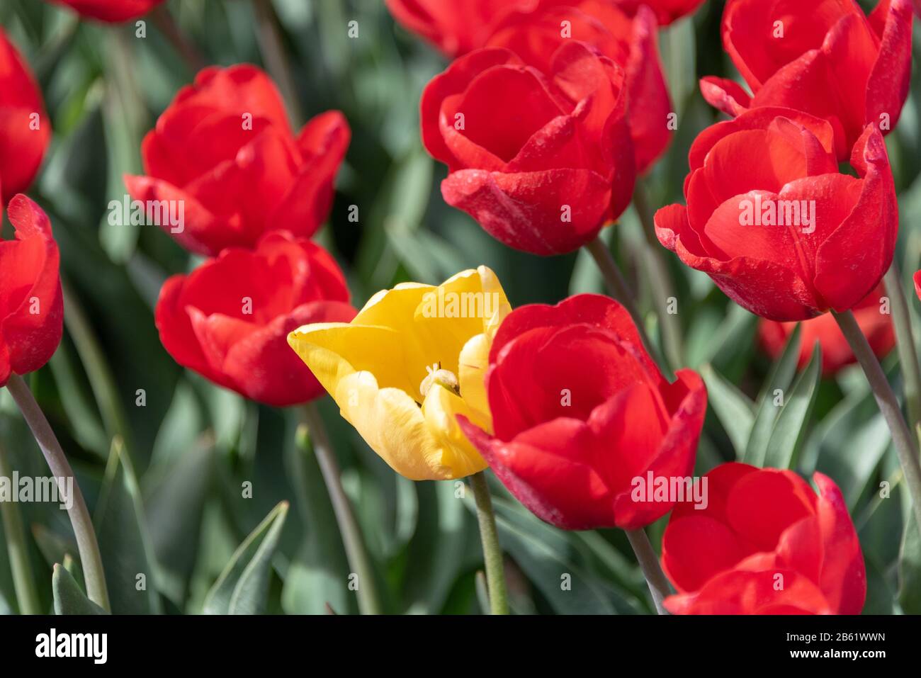 Schwaneberg, Alemania. 26 de abril de 2019. Un tulipán amarillo se encuentra en un campo con tulipanes rojos. Crédito: Stephan Schulz/dpa-Zentralbild/ZB/dpa/Alamy Live News Foto de stock