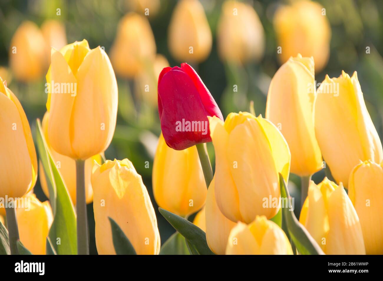 Schwaneberg, Alemania. 26 de abril de 2019. Un tulipán rojo entre tulipanes amarillos. Crédito: Stephan Schulz/dpa-Zentralbild/ZB/dpa/Alamy Live News Foto de stock