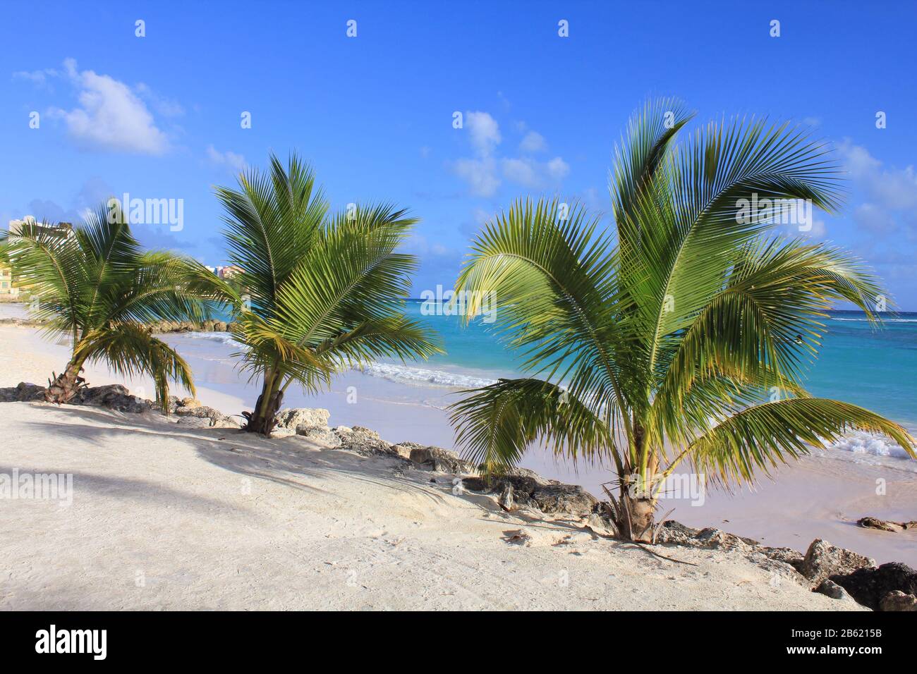 Palmeras en la playa del Caribe en la isla de Barbados Foto de stock