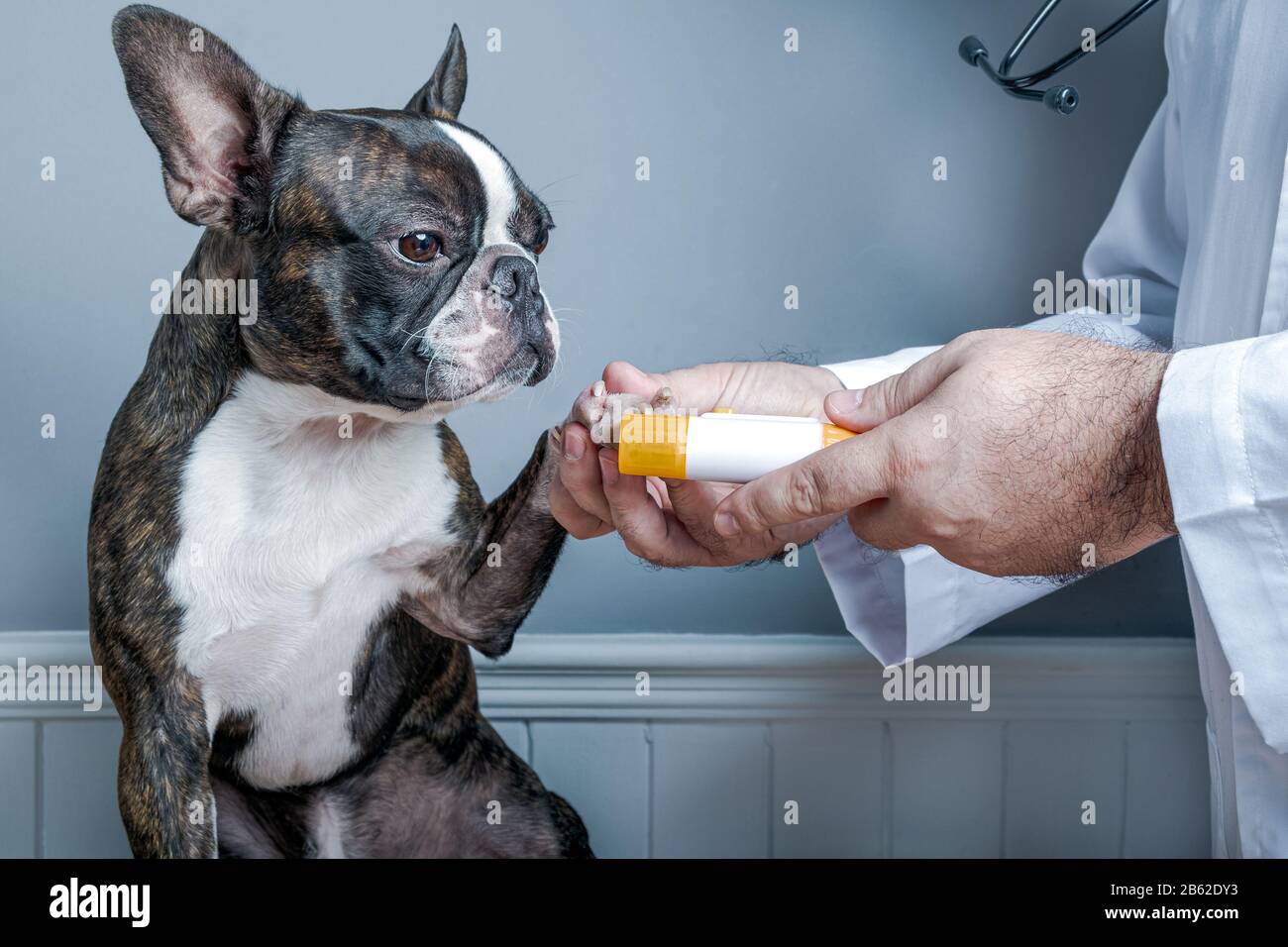 Médico veterinario lamer uñas de perro boston terrier con estetoscopio retrato Foto de stock