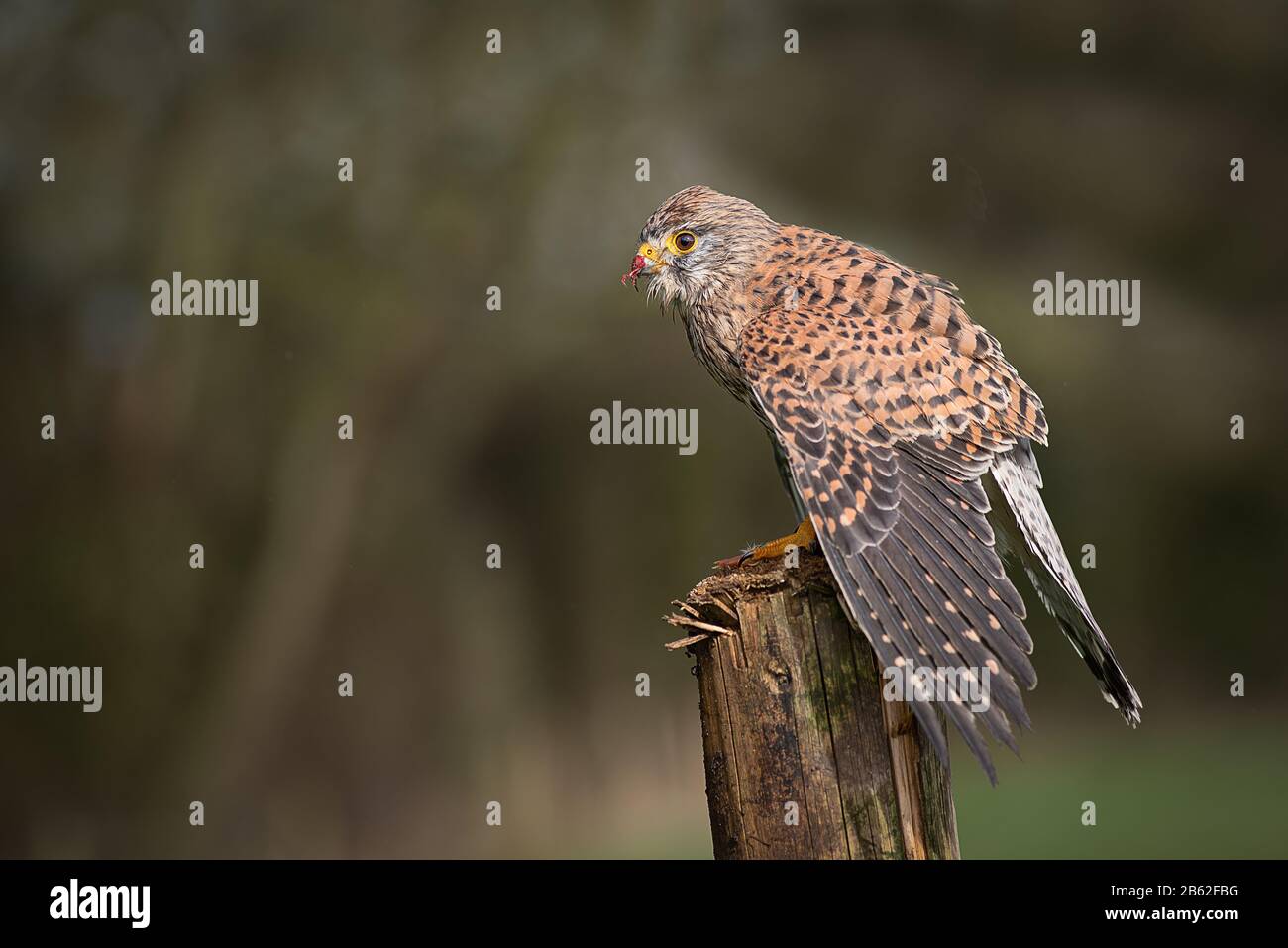 Un retrato de perfil de un kestrel femenino, Falco tinnunculus, encaramado en un poste de madera que cubre su presa de otros depredadores Foto de stock