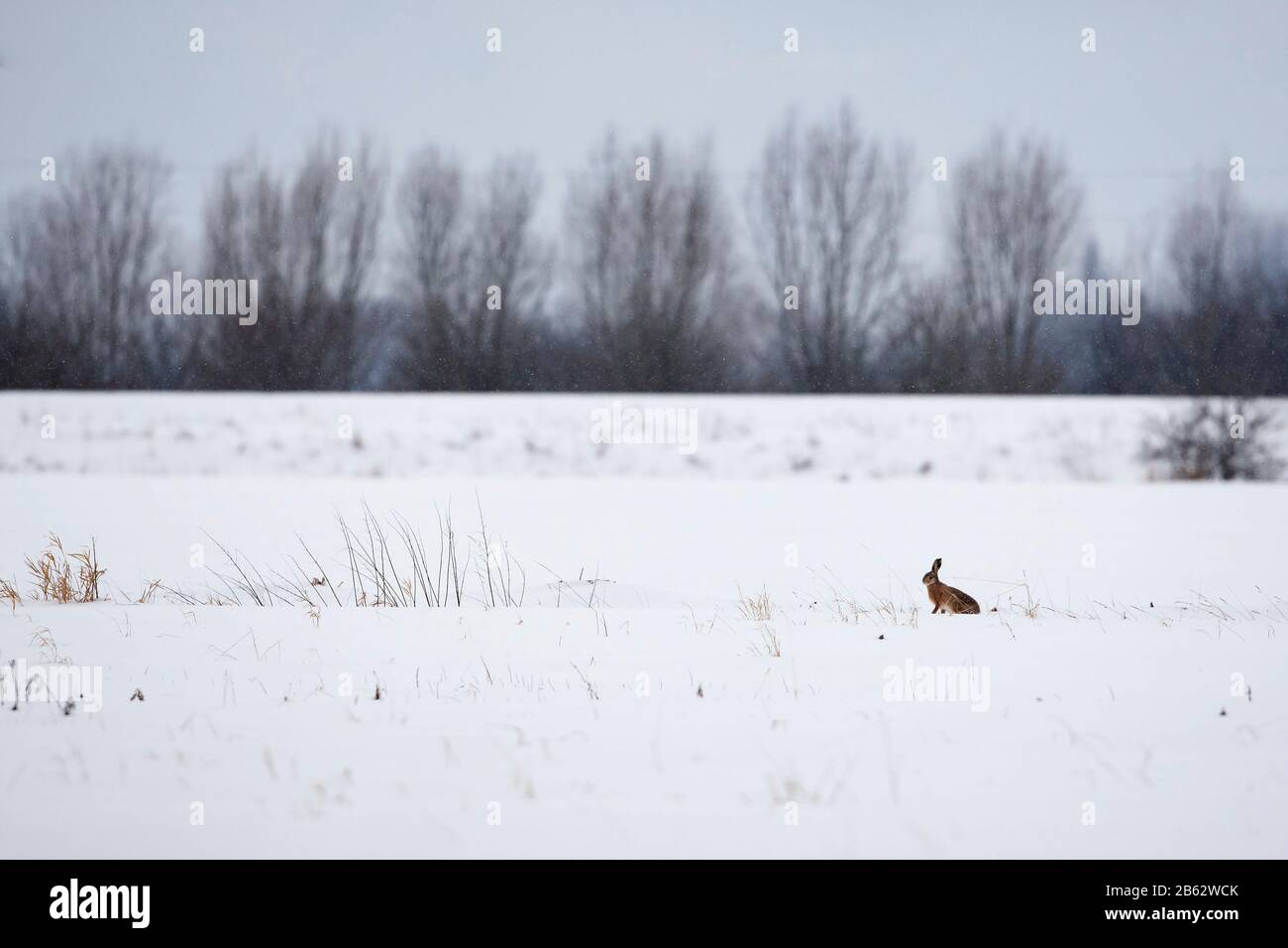 Liebre marrón europeo (Lepus europaeus) en la nieve Foto de stock