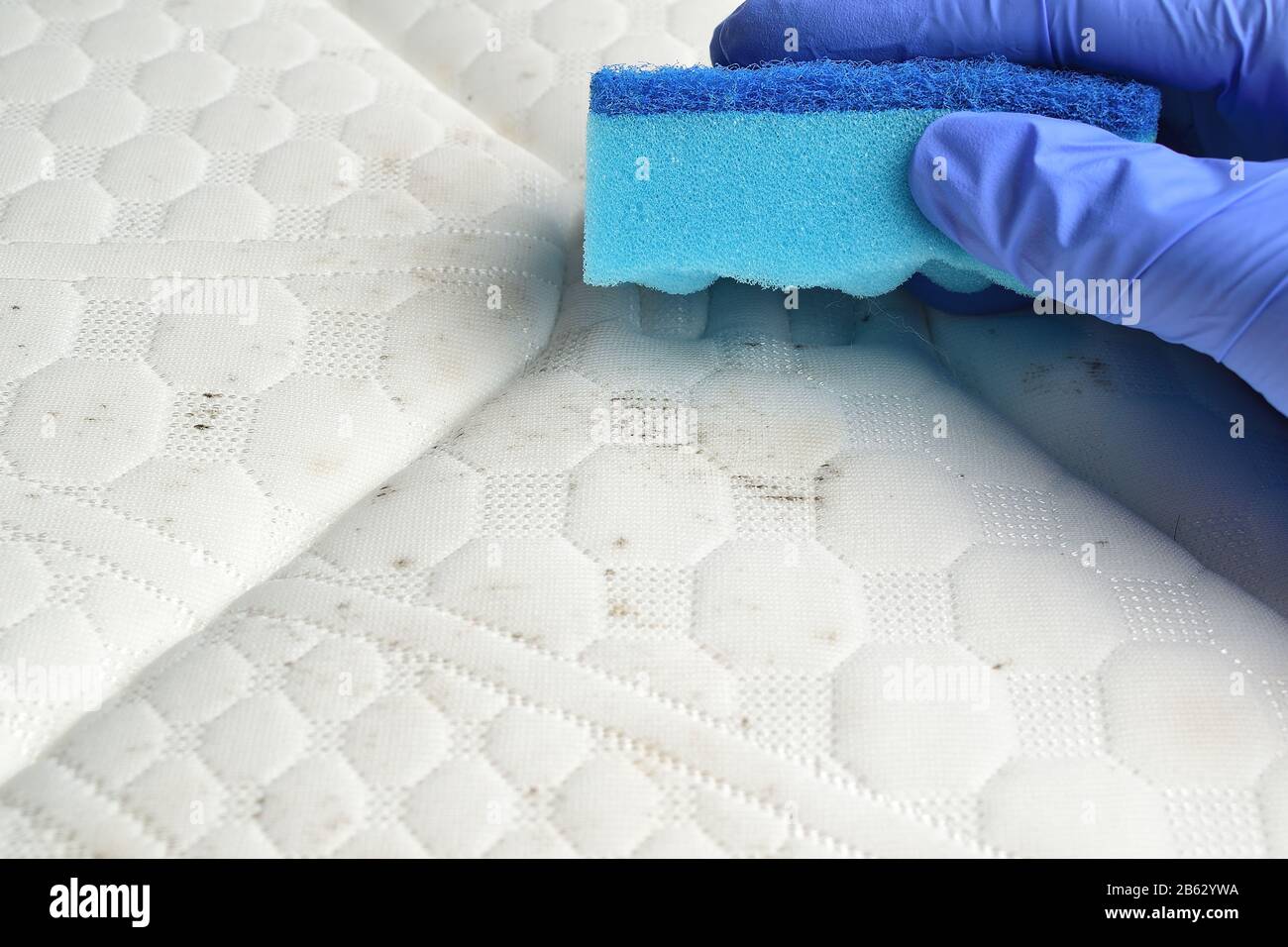 Eliminar las manchas de moho del colchón con una esponja. Hongos, moho, moho  o polvo Fotografía de stock - Alamy