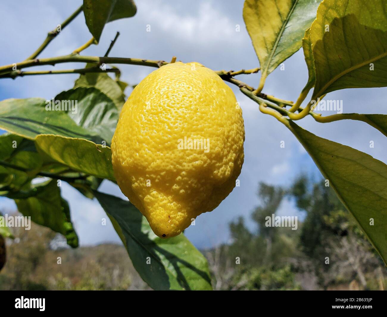 Deliciosos limones italianos genuinos, recogida casera de fruta genuina, productos de invierno Foto de stock
