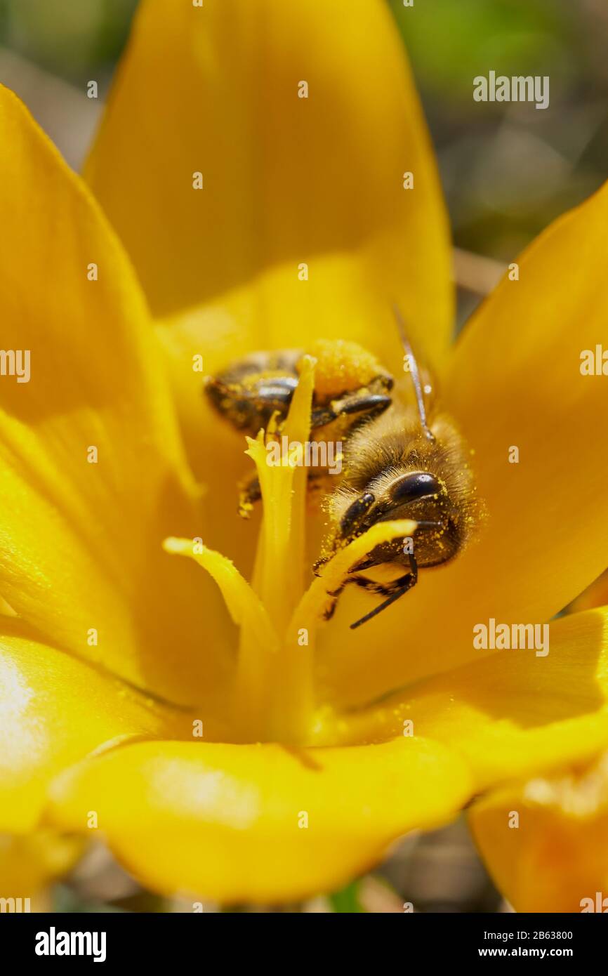 Miel de abejas recogiendo polen. Foto de stock
