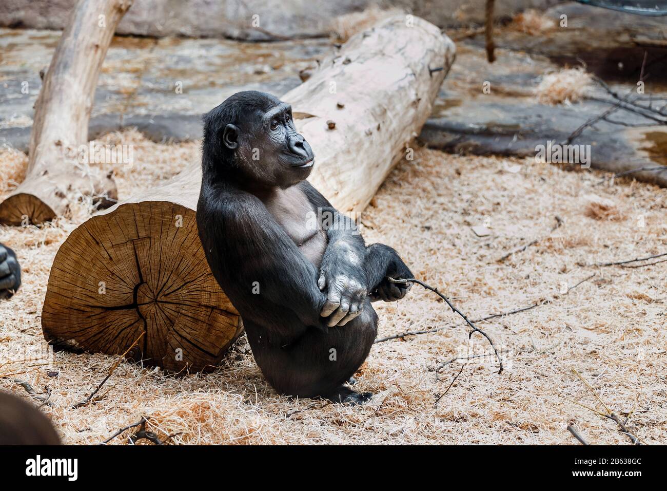 Gorila Femenina En El Zoo De Praga Foto de stock