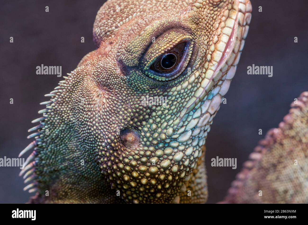 Owatonna, Minnesota. Reptiles Y Anfibios Discovery Zoo. Dragón de agua