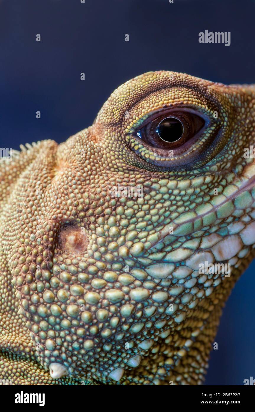 Owatonna, Minnesota. Reptiles Y Anfibios Discovery Zoo. Dragón de agua