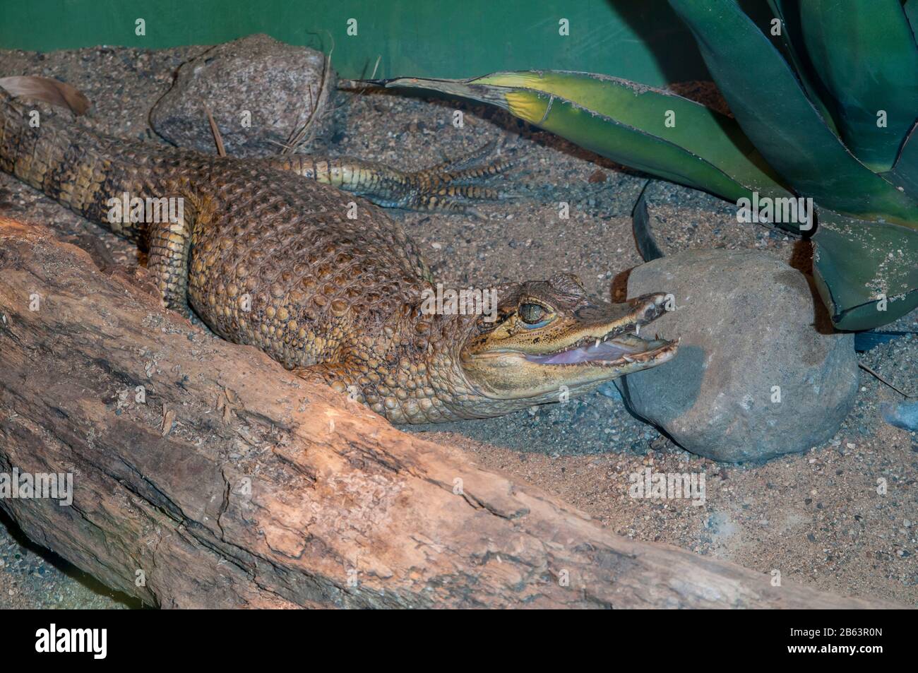 Owatonna, Minnesota. Reptiles Y Anfibios Discovery Zoo. Caimán de