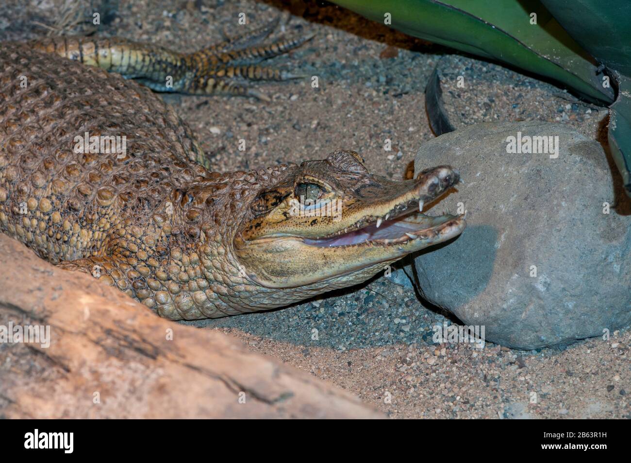 Owatonna, Minnesota. Reptiles Y Anfibios Discovery Zoo. Caimán de