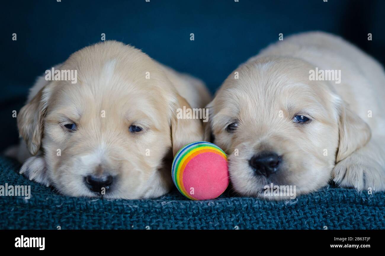 Un par de cachorros de oro recién nacidos jugando con una pelota multicolor Foto de stock