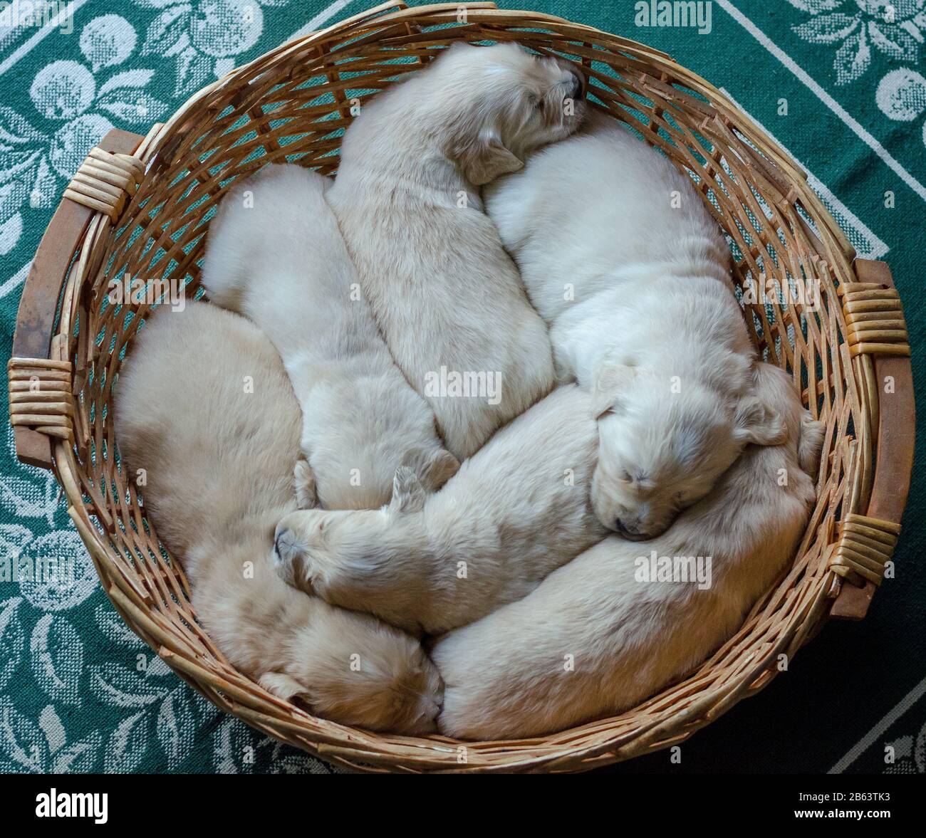 Retrato de una camada de un adorable cachorros de oro o bebés durmiendo en una cesta de mimbre Foto de stock